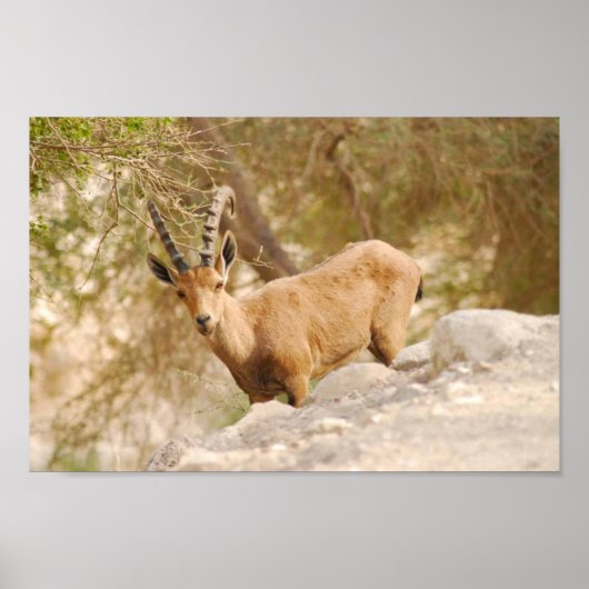 Poster Sur le rocher (Devant)