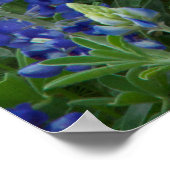 Poster sur le terrain Bluebonnets (Coin)