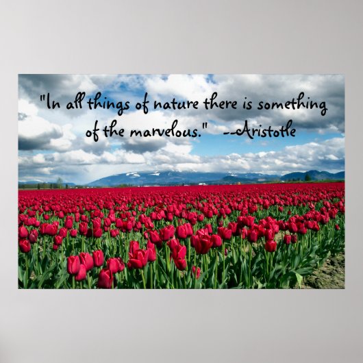 Poster sur le terrain des Tulipes rouges (Devant)