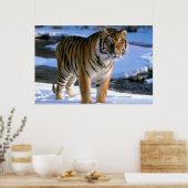 Poster sur le tigre Aimant la neige (Cuisine)