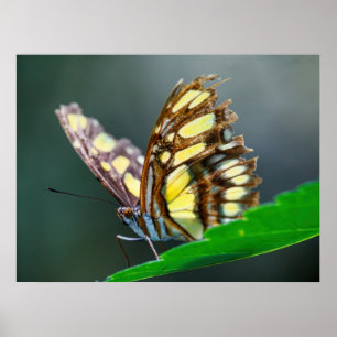 Poster Sur le vert
