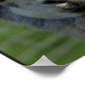 Poster sur le visage de Llama (Coin)