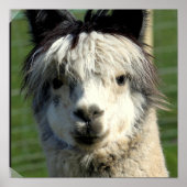 Poster sur le visage de Llama (Devant)