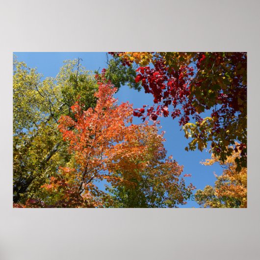 Poster Sur Les Arbres (Devant)