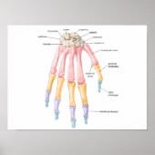 Poster sur les os de la main (Devant)