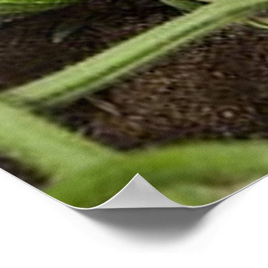 Poster sur les patchs de concombre (dans de nombre (Coin)