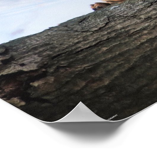 Poster sur les pattes (Coin)