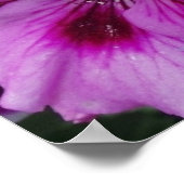 Poster sur les soins de géranium (Coin)