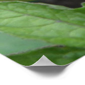 Poster sur les tomates des feux de circulation (Coin)