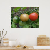 Poster sur les tomates des feux de circulation (Cuisine)