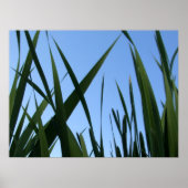 Poster sur l'herbe (Devant)