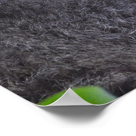 Poster sur Raccoon (Coin)