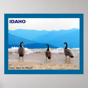 Poster SURF ! - Oies