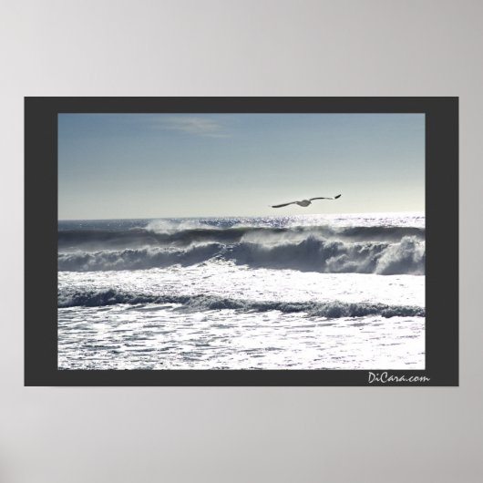 Poster Surf Seagull (Devant)