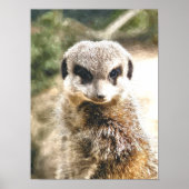 POSTER SURICATE (Devant)