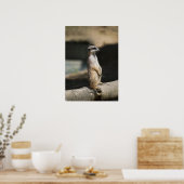 Poster Suricate (Cuisine)