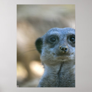 Poster Suricate drôle