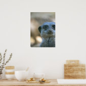 Poster Suricate drôle (Cuisine)