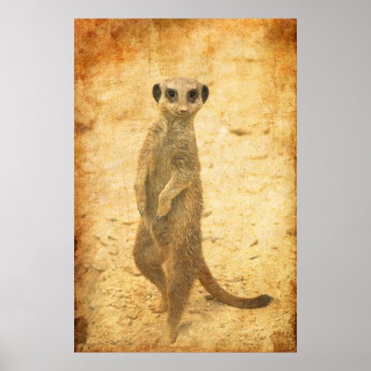Poster Suricate sentinelle (Devant)
