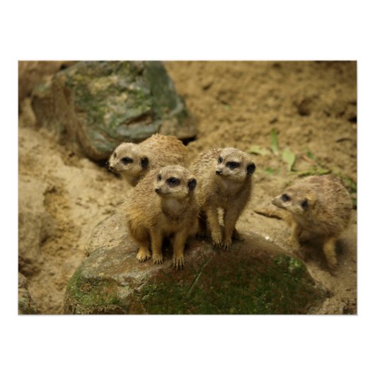 Poster Suricates, meercat (Devant)