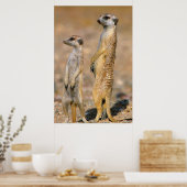Poster Suricates (Suricata Suricatta) Sentinelles, Karas (Cuisine)