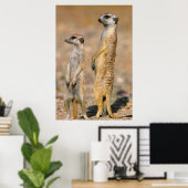 Poster Suricates (Suricata Suricatta) Sentinelles, Karas (Bureau à domicile)