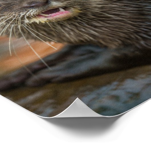 Poster Surprise (Coin)