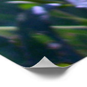 Poster Sushis aux yeux noirs (Coin)