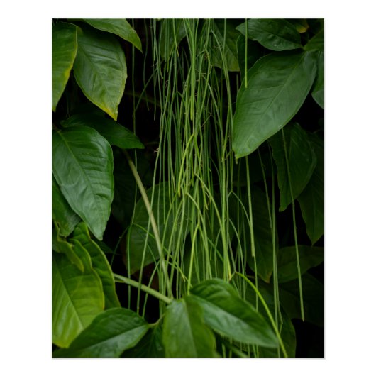 Poster Suspended Nature (Devant)