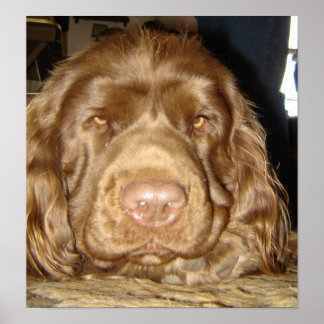 POSTER SUSSEX RÉFLÉCHI