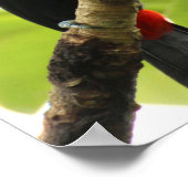 Poster Swainson Toucan (Coin)