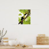 Poster Swainson Toucan (Cuisine)