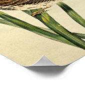 Poster Swallow vintage (Coin)