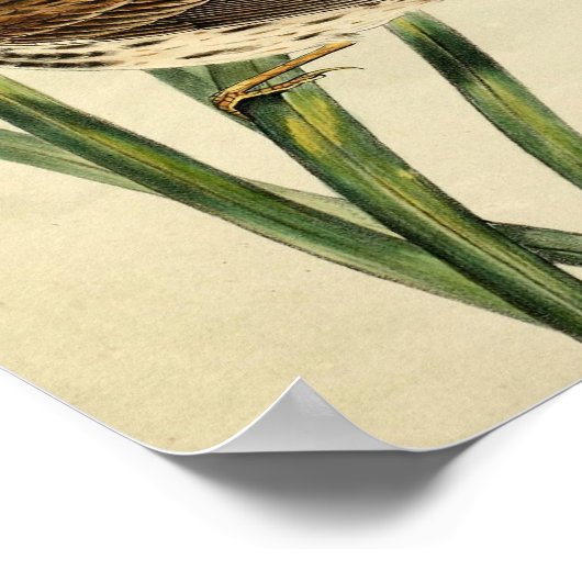 Poster Swallow vintage (Coin)