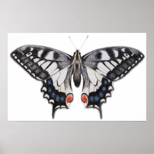 Poster Swallowtail 2012 (Devant)