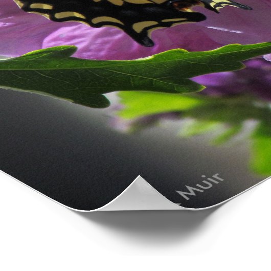 Poster - Swallowtail Butterfly (Hoek)