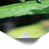 Poster Swallowtail canadien de tigre (Coin)