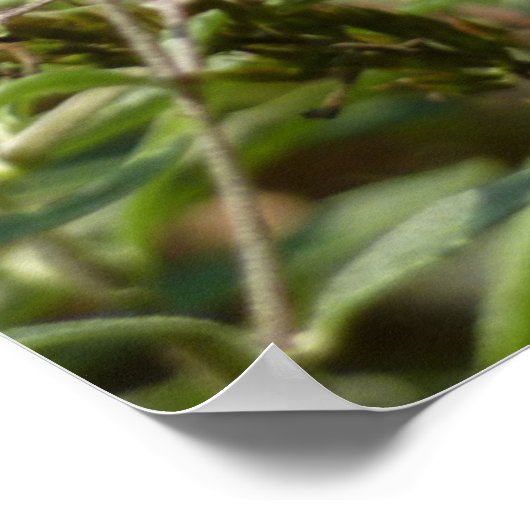 Poster Swallowtail sur Butfly Bush (Coin)