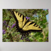 Poster Swallowtail sur Butfly Bush (Devant)