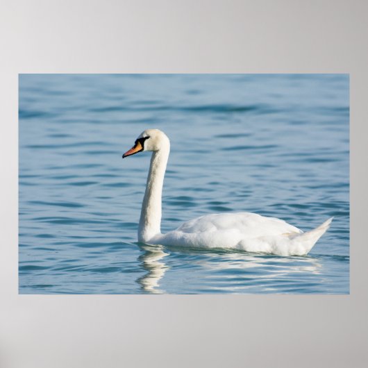 Poster Swan (Devant)