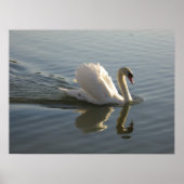 Poster Swan (Devant)