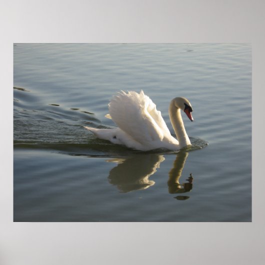 Poster Swan (Devant)