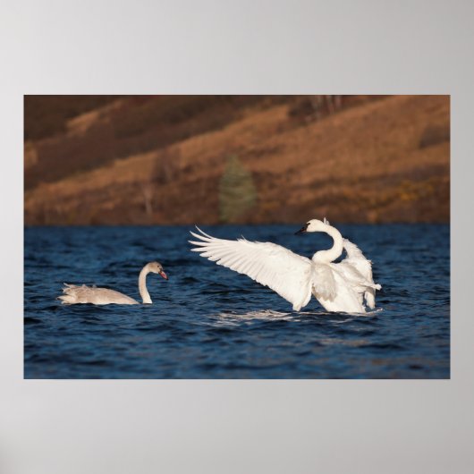 Poster Swan (Devant)