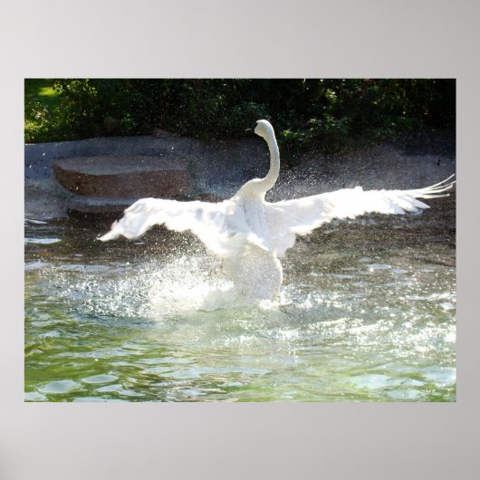 Poster Swan (Devant)
