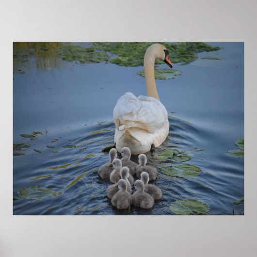 Poster Swan (Devant)