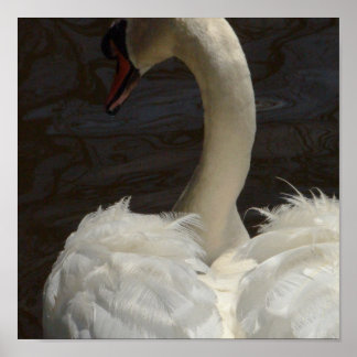 Poster Swan