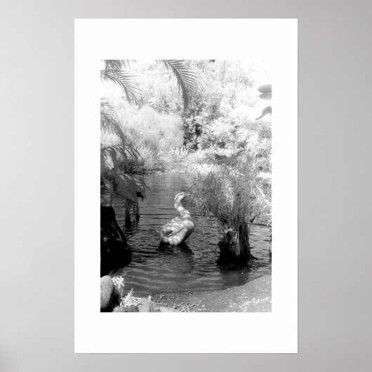 Poster Swan au Jardin d'Eden (Devant)