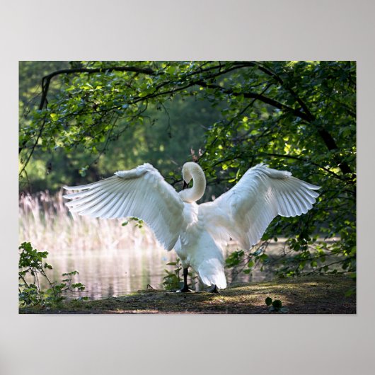 Poster Swan avec ailes étalées (Devant)
