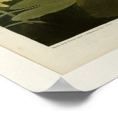 Poster Swan commun d'Amérique (Coin)