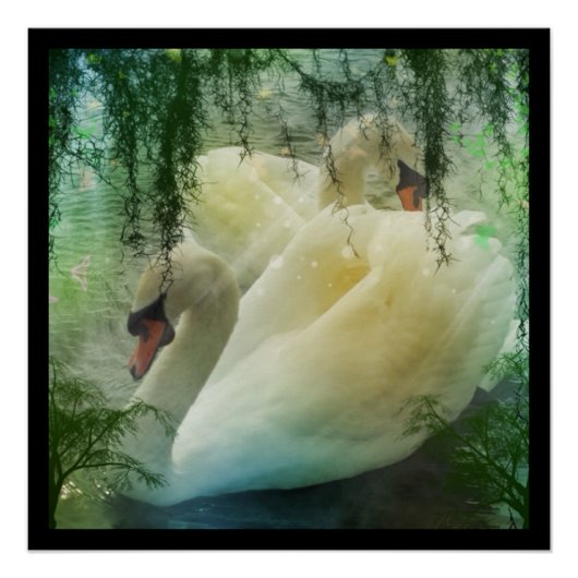 Poster Swan de printemps romantique Lac Cygne blanc (Devant)